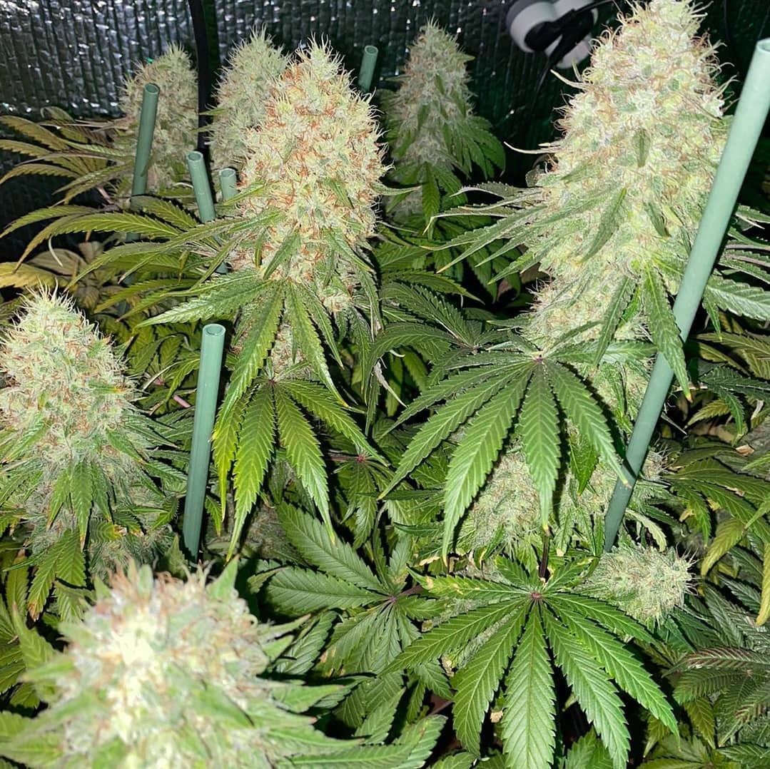 White Widow x Amnesia